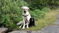 /album/vanjas-hundpassning/a20150707-140804-jpg/