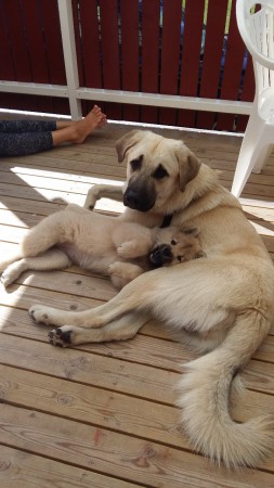 Nelly & Tango